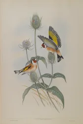 Carduelis Elegans - Stieglitz
